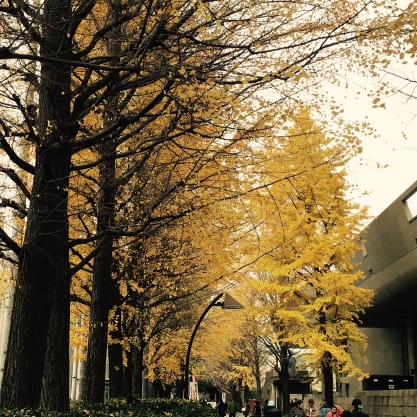 Lovely yellow trees